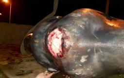  سمكة ضخمة وغريبة في بحر غزة