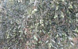 شجر الزيتون