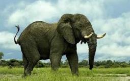 شاهد: فيل ضخم يتجول داخل فندق ويثير دهشة النزلاء