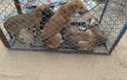 بلدية غزة تنشئ محمية للكلاب الضالة