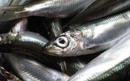 هل أكل السمك يحمي الدماغ من تلوث الهواء