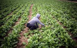 مزارع فلسطيني داخل حقله - إرشيفية-
