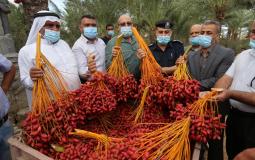 افتتاح موم جني ثمار البلح في غزة