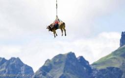 البقرة الطائرة في سويسرا