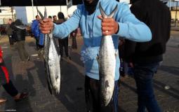 صيد الأسماك في غزة يزدهر