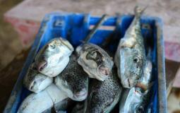 ضبط كمية من سمك الأرنب السام في غزة