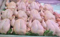 سعر الدجاج اليوم في غزة