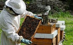مزارع يجني عسل النحل في غزة - توضيحية