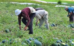 المزارعين الفلسطينيين - توضيحية