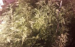 الشرطة تضبط مشتلًا لزراعة الماريجوانا  في القدس