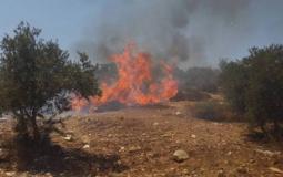 حريق يأتي على نحو 50 شجرة زيتون في جنين
