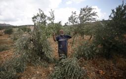 مستوطنون يقطعون عشرات أشجار الزيتون جنوب نابلس