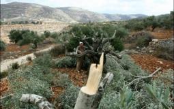 مستوطنون يقطعون عدداً من أشجار الزيتون - أرشيفية 