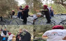 اتحاد لجان العمل النسائي ينظم حملة تطوعيه لقطف الزيتون في محافظة طولكرم