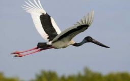 شاهد: رقصة مدهشة لطائر اللقلق خلال فترة التزاوج