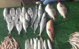 أسعار الأسماك الطازجة في أسواق غزة اليوم السبت