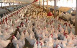 مزارع  الدجاج في غزة - توضيحية 