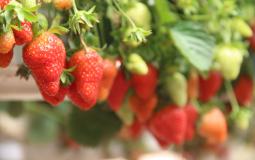 مهرجان الفراولة