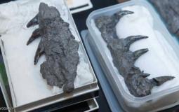 بقايا مخلوق الموزاصور البحري 