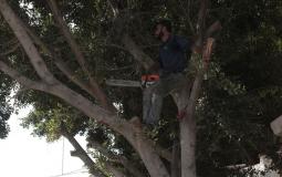 بلدية غزة تبدأ حملةً لتقليم الأشجار في المدينة