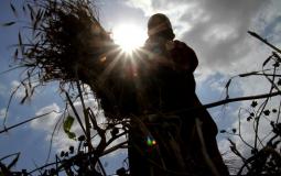 امرأة تحصد القمح في غزة