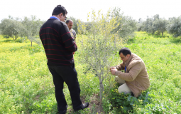 العمل الزراعي بغزة