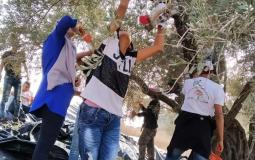 المكتب الوطني ينظم يوماً تطوعياً لقطف الزيتون في عين قينيا