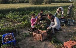 مزارعو غزة - أرشيف