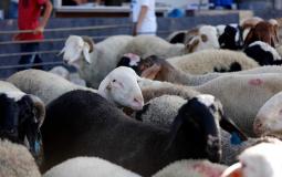 الاضاحي في غزة - توضيحية