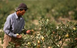 مزارع فلسطيني -ارشيف-