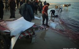 صورة: مجدي فتحي