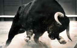 شاهد: ثور يهاجم صاحبه بعد أن أسقاه الخمر