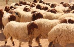 الشرطة تحبط عملية سرقة 17 رأس من الأغنام في قلقيلية