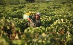 مزارع فلسطيني- محافظة قلقيلية