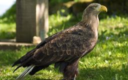 بعد اختفائه لأكثر من 240 عاما .. النسر المفترس يعود لسماء بريطانيا 