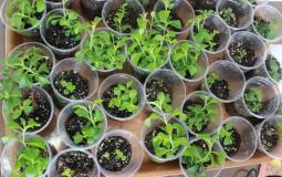 زراعة نبات "الاستيفيا" بتقنية زراعة الأنسجة بغزة