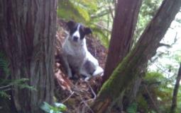 كلب يحرس صاحبه