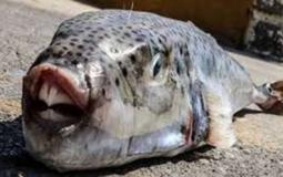 سمكة الأرنب