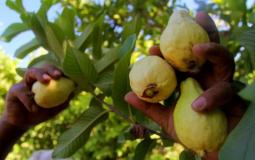 محصول الجوافة غزة 