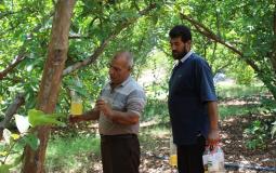 الإغاثة الزراعية في غزة تنفذ حملة لمكافحة ذبابة الفاكهة