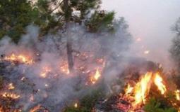 اندلاع حريق بإتجاه 100 شجرة زيتون غرب جنين
