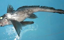 سمكة الأرنب