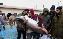 أسماك قرش في غزة