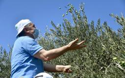 رئيس الوزراء الفلسطيني محمد اشتية خلال مشاركته في موسم قطف الزيتون في بلدة بيرزيت اليوم