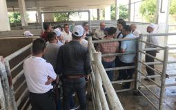 الزراعة في غزة تنظم جولة على مزارع الأضاحي