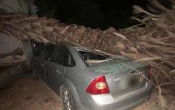 سقوط شجرة على سيارة في ام الفحم