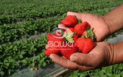 مزارع الفراولة قي بلدة بيت لاهيا شمال قطاع غزة