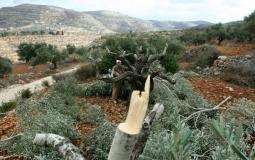 مستوطنون يقطعون أشجار زيتون جنوب نابلس- أرشيفية
