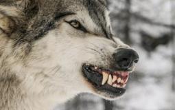 شاهد: رصد أصوات مرعبة على مشارف مدينة أمريكية