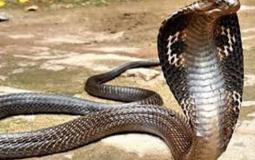 افعى كوبرا